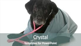  Presentation with hearing test - Theme having hearing test - senior dog dressed up background and a gray colored foreground