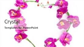  Presentation with orchids - Amazing slide deck having heart from pink orchids with space for your text backdrop and a white colored foreground