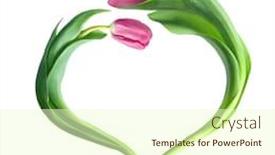  Presentation with purple heart - Presentation with heart from purple tulips isolated on white background and a cream colored foreground