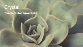  Presentation with succulent - Slide set consisting of heart micro - succulent plant up close background and a gray colored foreground