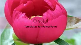  Presentation with peony - Theme having heart-of-a-beautiful-red background and a red colored foreground