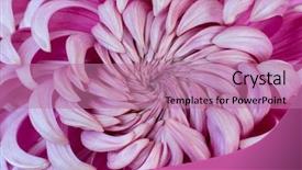  Presentation with frame pink - PPT theme consisting of heart of a pink chrysanthemum background and a  colored foreground