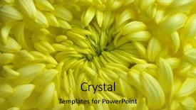  Presentation with heart death - Cool new slides with heart of a yellow chrysanthemum backdrop and a  colored foreground