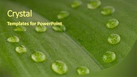  Presentation with green leaf water drops - PPT theme with heart shape dew drops background and a tawny brown colored foreground