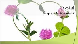  Presentation with heart flowers - Presentation having heart-shape-symbol-from-clover background and a white colored foreground