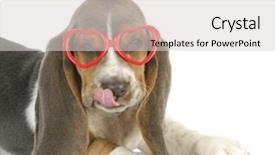 Presentation with basset hound - PPT layouts having heart shaped glasses - 8 week background and a light gray colored foreground