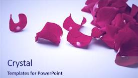  Presentation with white rose - Presentation theme with hearts puzze - random red rose petals background and a sky blue colored foreground