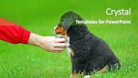  Presentation with natural - Amazing presentation design having heat stroke - playing with bernese mountain dog backdrop and a  colored foreground