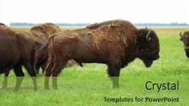  Presentation with bison - Presentation design consisting of heath - wild bison in steppe background and a yellow colored foreground