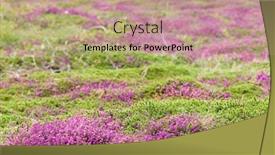  Presentation with carpet - Presentation consisting of heather-carpet-ouessant-island-france background and a coral colored foreground