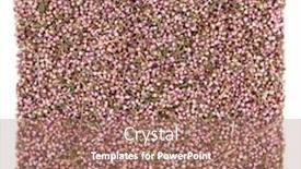  Presentation with herbal medicine flowers - Presentation having heather flowers used in natural alternative herbal medicine over white background calluna vulgaris background and a coral colored foreground