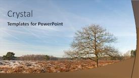  Presentation with winter landscape winter tree - Audience pleasing theme consisting of heather-landscape-in-winter backdrop and a light blue colored foreground