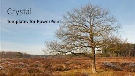  Presentation with winter landscape winter tree - Presentation theme consisting of heather-landscape-in-winter background and a light blue colored foreground