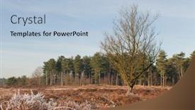  Presentation with winter landscape winter tree - Presentation theme having grocery - paper package with organic healthy background and a lemonade colored foreground