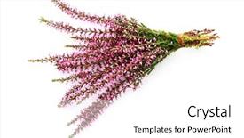  Presentation with white flowers - PPT theme with heather on white background - flower background and a  colored foreground