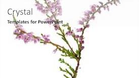  Presentation with light pink - Presentation theme with heather with light pink flowers isolated on white background background and a white colored foreground