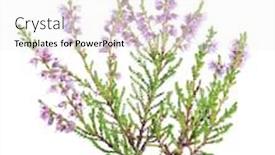  Presentation with white flowers - PPT theme featuring heather-with-lilac-flowers-isolated background and a white colored foreground