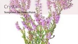  Presentation with pink flowers - Audience pleasing theme consisting of heather-with-pink-flowers-isolated backdrop and a lemonade colored foreground