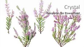 Presentation with pink flowers - Beautiful slides featuring heather-with-pink-flowers-isolated backdrop and a white colored foreground