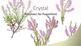  Presentation with pink flowers - Audience pleasing presentation design consisting of heather-with-pink-flowers-isolated backdrop and a sky blue colored foreground