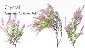  Presentation with pink flowers - Presentation design featuring heather-with-pink-flowers-isolated background and a white colored foreground