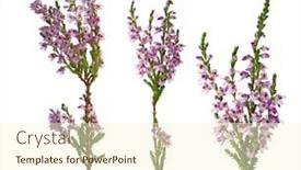  Presentation with purple flowers - Presentation featuring heather with purple flowers isolated on white background background and a cream colored foreground