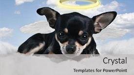  Presentation with angel - Beautiful slides featuring heavenly angels - angel dog backdrop and a light gray colored foreground