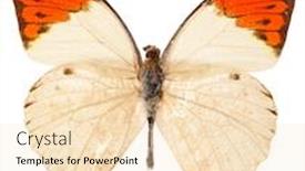  Presentation with butterfly - Audience pleasing PPT layouts consisting of hebomoia-glaucippe-butterfly-isolated backdrop and a lemonade colored foreground