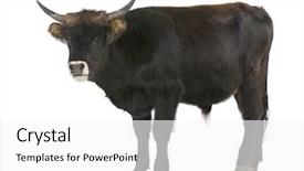  Presentation with beef cattle farm - Cool new presentation theme with heck cattle also called reconstructed backdrop and a white colored foreground