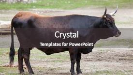  Presentation with angus cattle or aberdeen angus - Slide deck consisting of heck cattle bos primigenius taurus background and a dark gray colored foreground