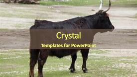  Presentation with angus cattle or aberdeen angus - PPT theme having heck cattle bos primigenius taurus background and a  colored foreground
