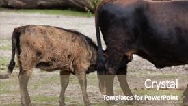  Presentation with cattle - Audience pleasing PPT layouts consisting of heck cattle bos primigenius taurus backdrop and a coral colored foreground