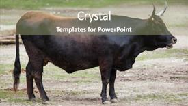  Presentation with cattle - Theme featuring heck cattle bos primigenius taurus background and a mint green colored foreground