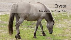  Presentation with horse - Presentation theme featuring heck horse equus ferus caballus claimed to resemble the extinct tarpan equus ferus ferus background and a soft green colored foreground