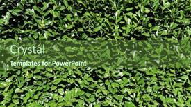  Presentation with cherry - Presentation design enhanced with hedge-of-cherry-laurels-making background and a tawny brown colored foreground