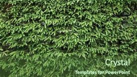  Presentation with trees - Colorful PPT layouts enhanced with hedge of fir trees natural backdrop and a tawny brown colored foreground