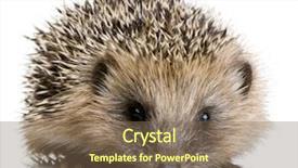  Presentation with navratri festival front page pdf - Amazing slides having hedgehog 1 months in front backdrop and a violet colored foreground