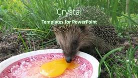  Presentation with egg - Presentation design having hedgehog-after-hibernation-eating-egg background and a tawny brown colored foreground