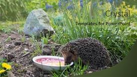  Presentation with egg - Audience pleasing presentation theme consisting of hedgehog-after-hibernation-eating-egg backdrop and a seafoam green colored foreground