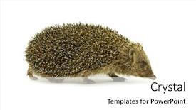  Presentation with isolated paw prints over white - Slide set having hedgehog-isolated-on-a-white background and a white colored foreground