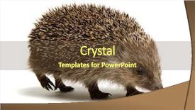  Presentation with history earth globe isolated white - Slides consisting of hedgehog isolated on white background background and a tawny brown colored foreground