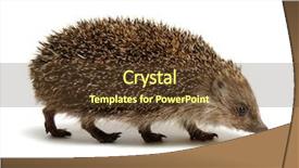  Presentation with blank whiteboard isolated on white - PPT theme featuring hedgehog isolated on white background background and a tawny brown colored foreground