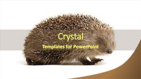  Presentation with monarch butterfly isolated on white - Colorful slides enhanced with hedgehog isolated on white background backdrop and a tawny brown colored foreground