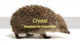  Presentation with background - Cool new PPT theme with hedgehog isolated on white background backdrop and a tawny brown colored foreground