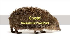  Presentation with white relativity theory - Audience pleasing PPT layouts consisting of hedgehog isolated on white background backdrop and a  colored foreground