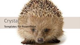  Presentation with 3d white - Presentation theme featuring hedgehog-isolated-on-white-background background and a coral colored foreground