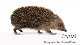  Presentation with monarch butterfly isolated on white - Presentation enhanced with hedgehog isolated on white background background and a white colored foreground