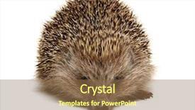  Presentation with octopus on isolated white - Slides consisting of hedgehog isolated on white background background and a  colored foreground