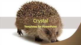  Presentation with molecular biology white - Slides with hedgehog isolated on white background background and a  colored foreground