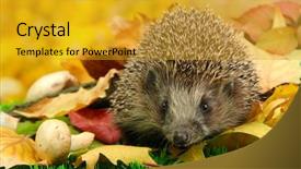  Presentation with autumn leaves - Amazing PPT layouts having hedgehog on autumn leaves backdrop and a gold colored foreground